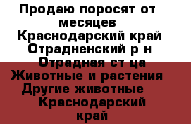 Продаю поросят от 2 месяцев - Краснодарский край, Отрадненский р-н, Отрадная ст-ца Животные и растения » Другие животные   . Краснодарский край